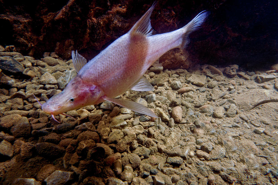 Small-eyed Golden Line Barbel #2 Photograph by Dante Fenolio