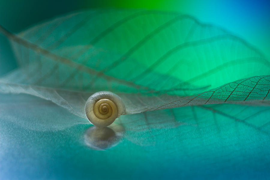 Snail #2 Photograph by Shihya Kowatari