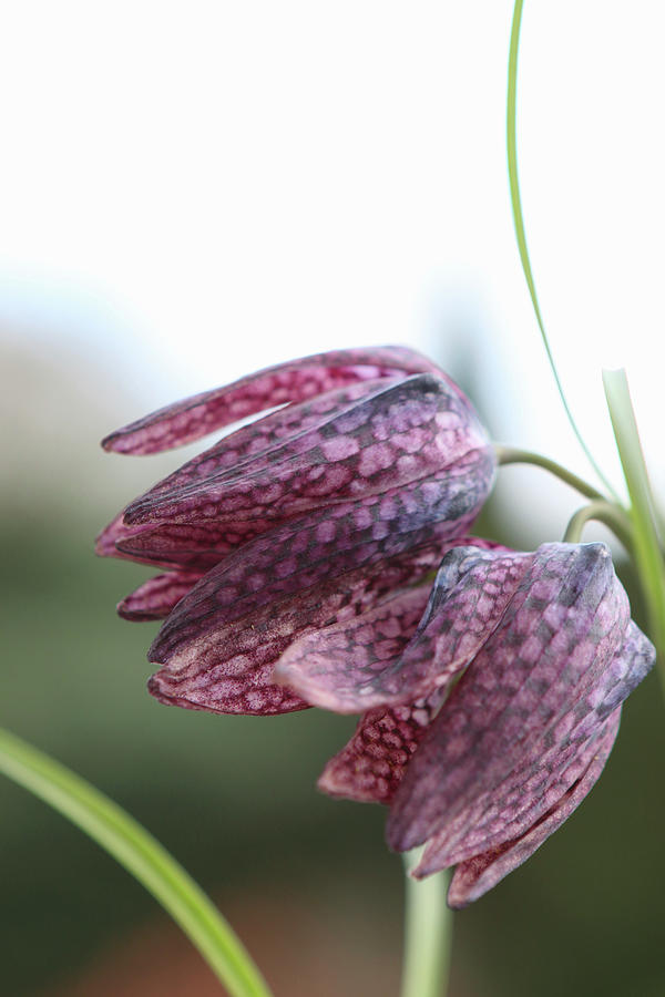 Snakes Head Fritillary Against Blurred Background #2 Photograph by Regina Hippel