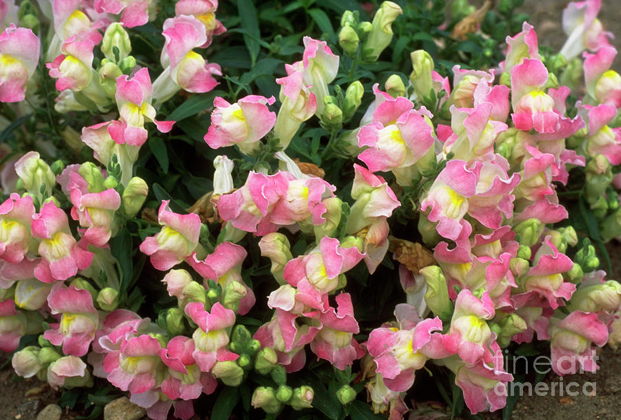 Snapdragon #2 Photograph by Adrian Thomas/science Photo Library