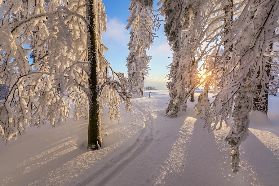Snow Covered Forest #2 Digital Art by Reinhard Schmid