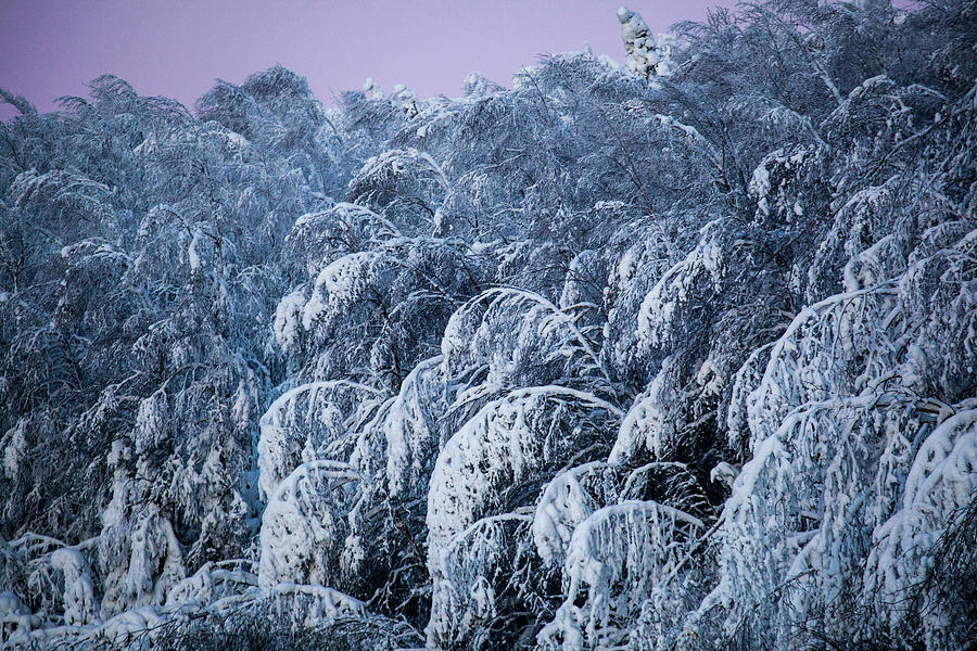 Snow Covered Trees At Dalton Highway, Yukon-koyukuk Census Area, Alaska, Usa #2 Photograph by Jrg Reuther