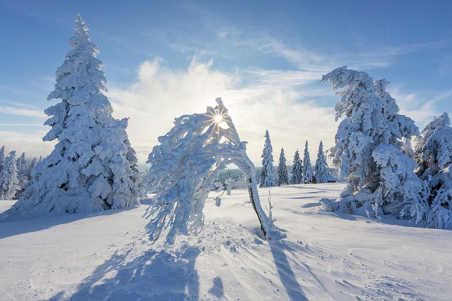 Snow Covered Trees #2 Digital Art by Reinhard Schmid