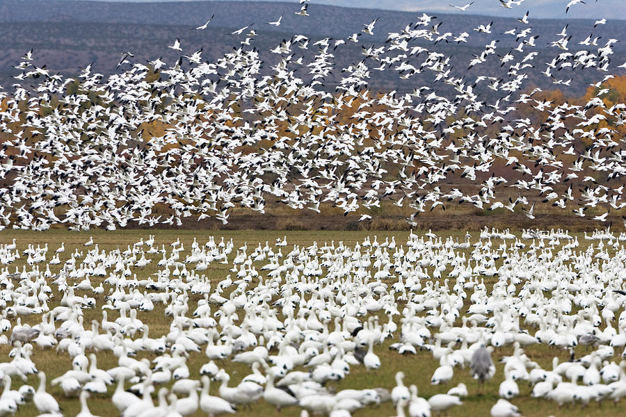 Snow Geese Wintering In Bosque Del Apache, Anser Caerulescens Atlanticus, Chen Caerulescens, New Mexico, Usa #2 Photograph by Konrad Wothe