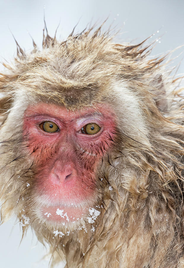 Snow Monkeys, Nagano, Japan Photograph by Darrell Gulin - Fine Art America