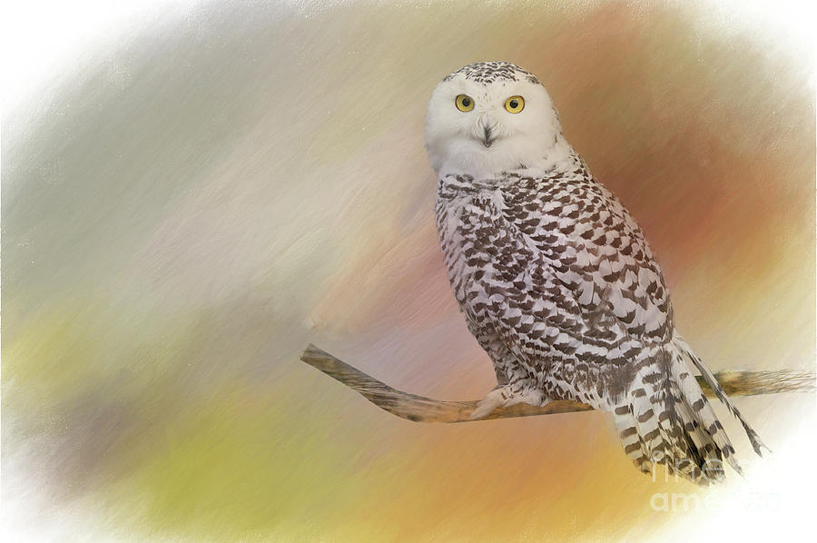 Snow Owl Digital Art
