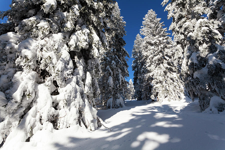 Snowcovered Spruce, Picea Abies, Winterscenery On Arber Mountain ...