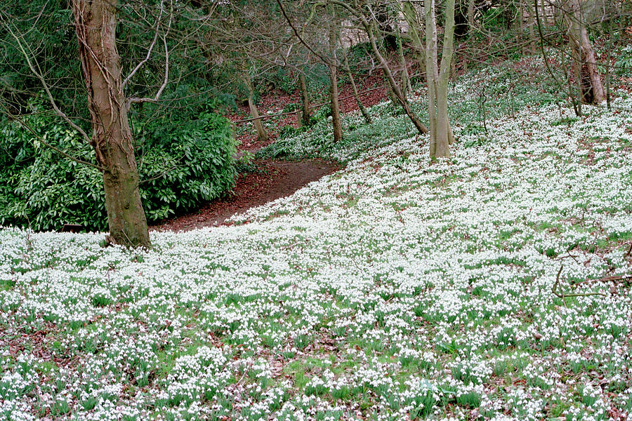 Snowdrops in woodland #2 Photograph by Seeables Visual Arts