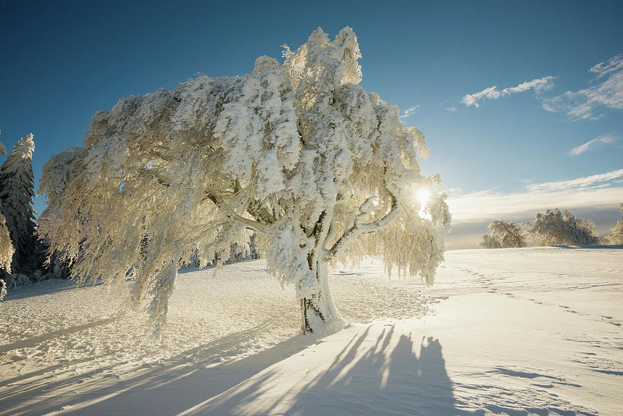 Snowy Beech Tree fagus, Schauinsland, Freiburg Im Breisgau, Black Forest, Baden-wuerttemberg, Germany #2 Photograph by Daniel Schoenen Fotografie