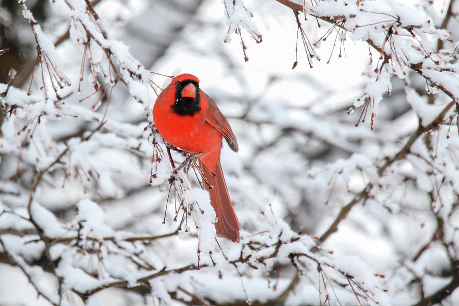 Snowy Cardinal Photograph by Brook Burling