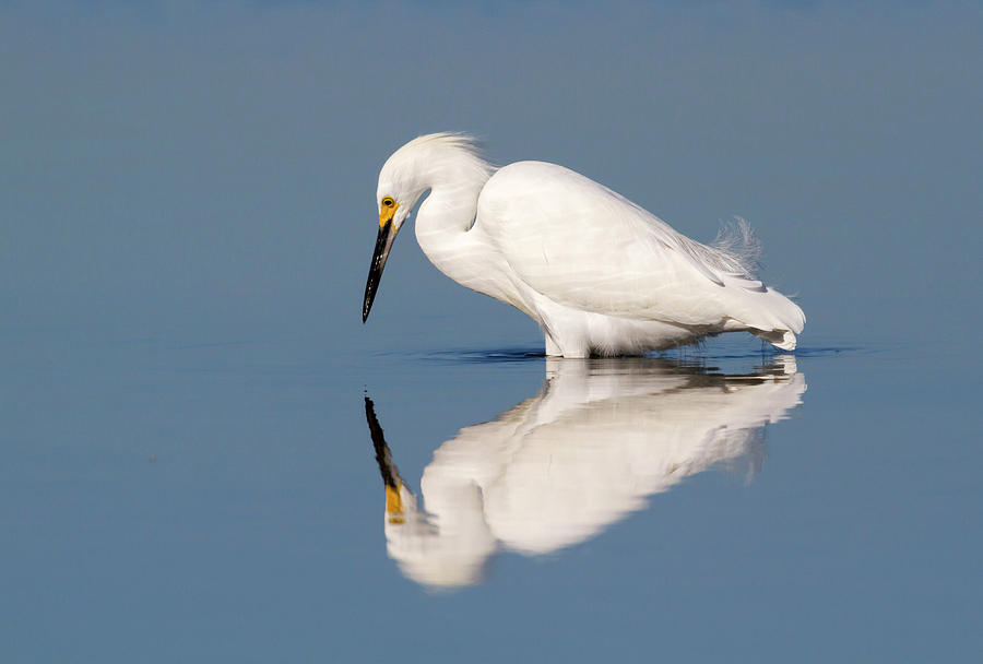 Snowy Egret Hunting #2 Photograph by Ivan Kuzmin