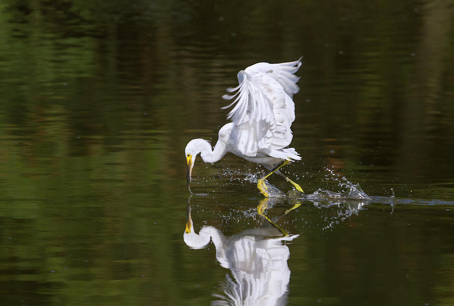 Snowy Egret Hunting On Water Surface #2 Photograph by Ivan Kuzmin