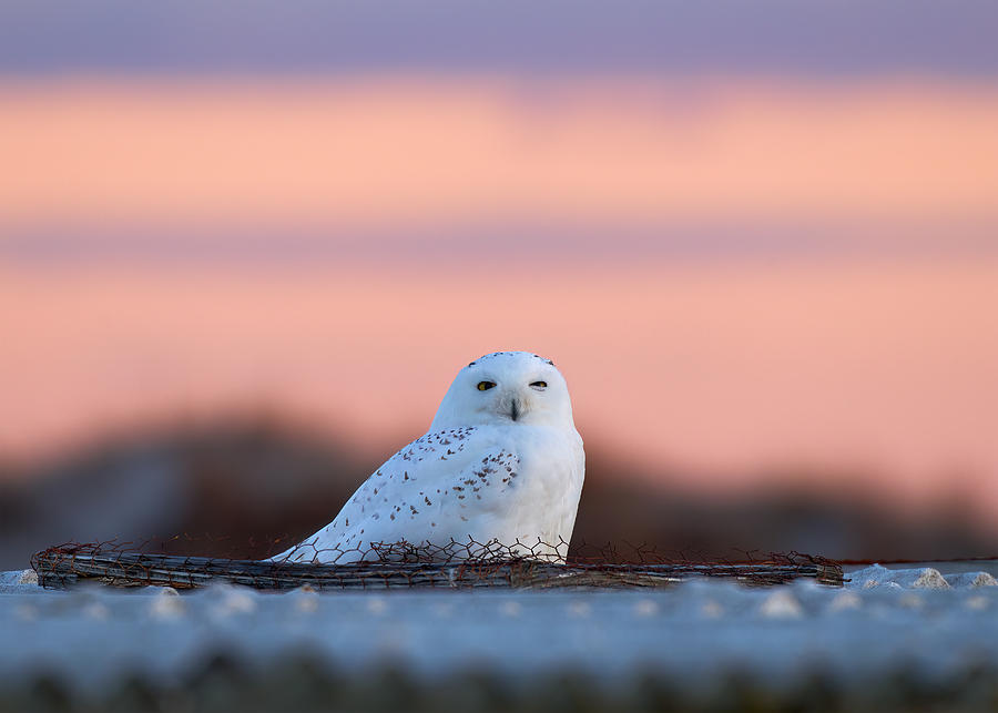 Snowy Owl At Sunset #2 Photograph by Johnny Chen
