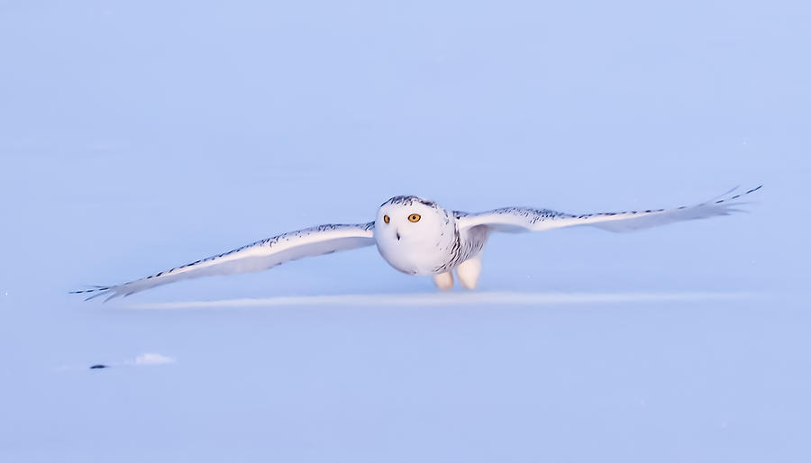Snowy Owl #2 Photograph by Davidhx Chen