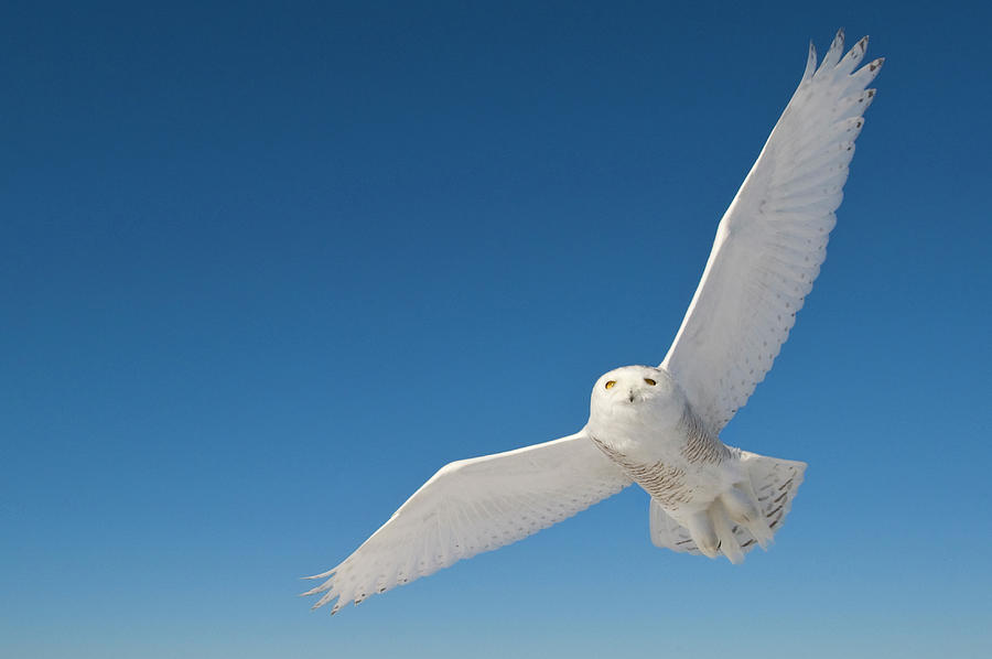 Snowy Owl Flying, Canada by Andy Rouse