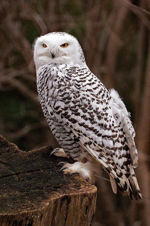 Snowy Owl #1 Photograph by Ira Marcus