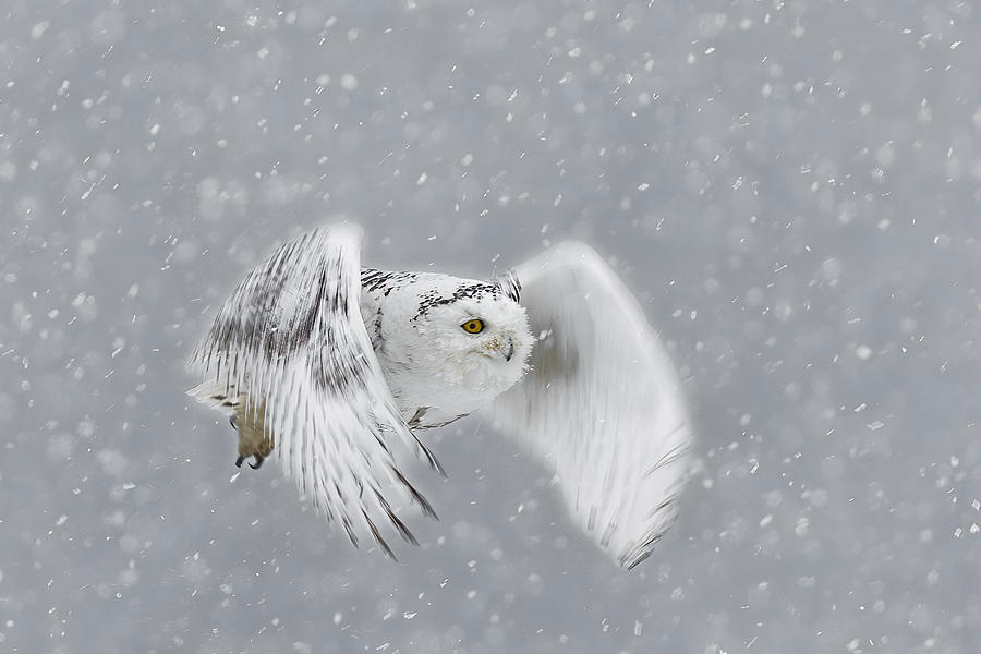 Snowy Owl #2 Photograph by James Bian