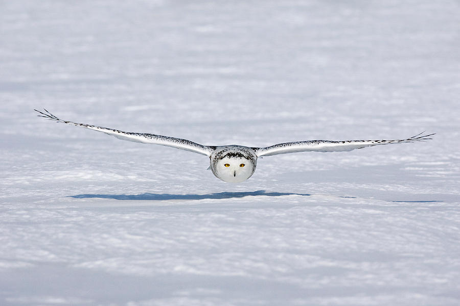 Snowy Owl #2 Photograph by James Zipp