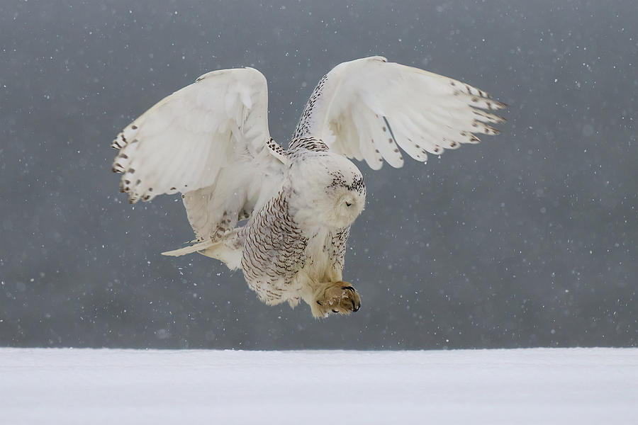 Snowy Owl Landing Photograph by Johnny Chen Pixels