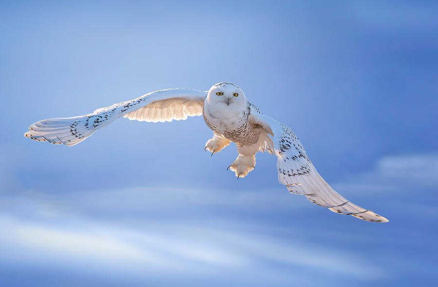 Snowy Owl #2 Photograph by Tao Huang