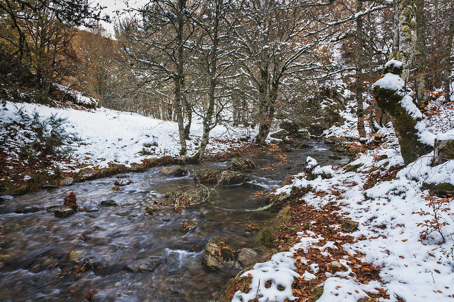 Winter Photograph - Snowy River Surrounded By Trees In The Pine Forest During Autumn #2 by Cavan Images
