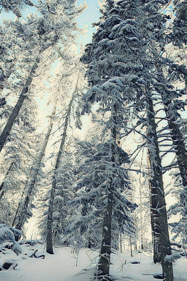 Snowy Trees Digital Art