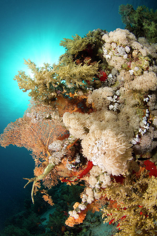 Underwater Photograph - Soft Corals #2 by Lea Lee