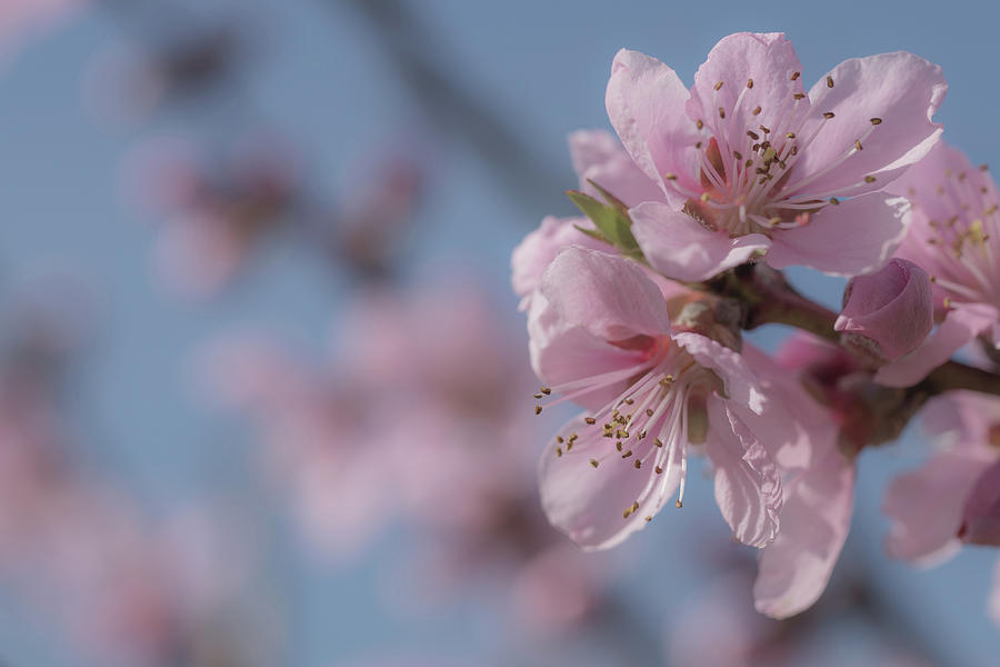 Soft Pink Peach Blossoms On Light Blue Bokeh Background Photograph