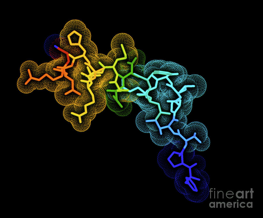 Somatotropin Growth Hormone Molecule #2 Photograph by Alfred Pasieka/science Photo Library