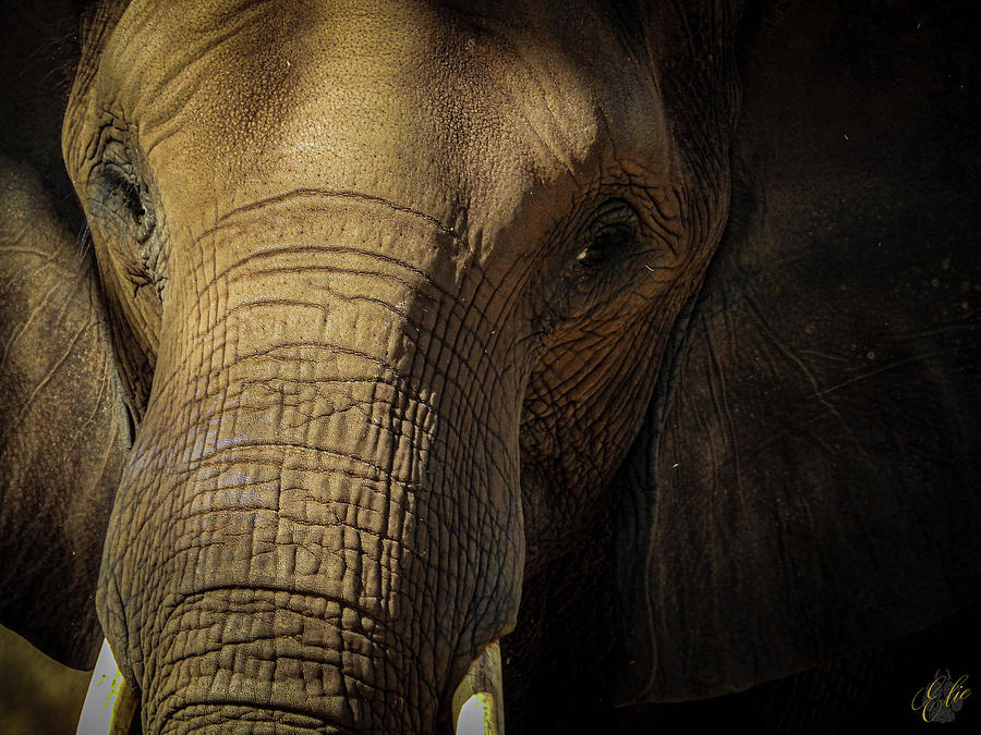 SOUL OF THE PLANET by Elie Wolf SOUL OF THE PLANET by Elie Wolf