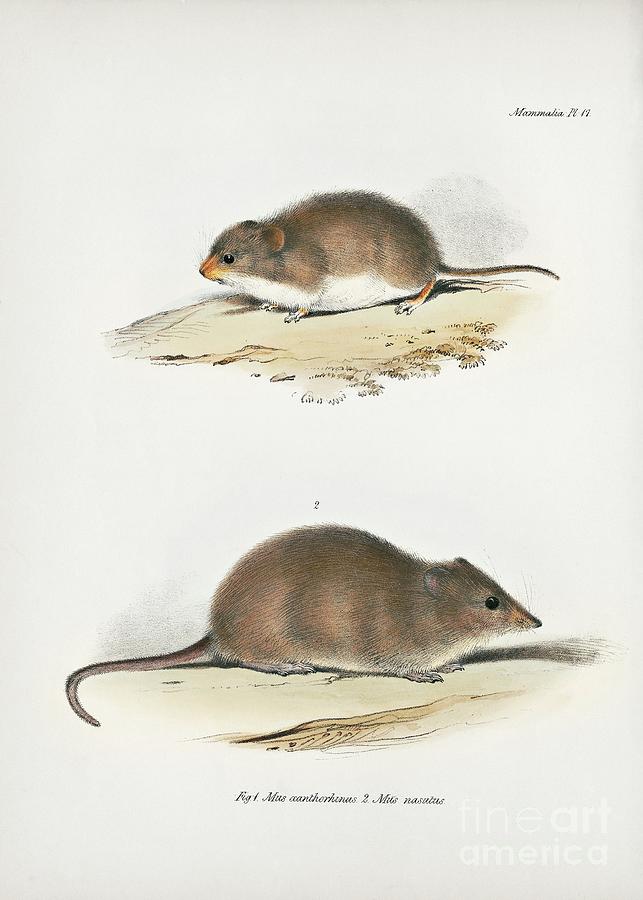 South American Rodents #2 Photograph by Library Of Congress, Rare Book And Special Collections Division/science Photo Library