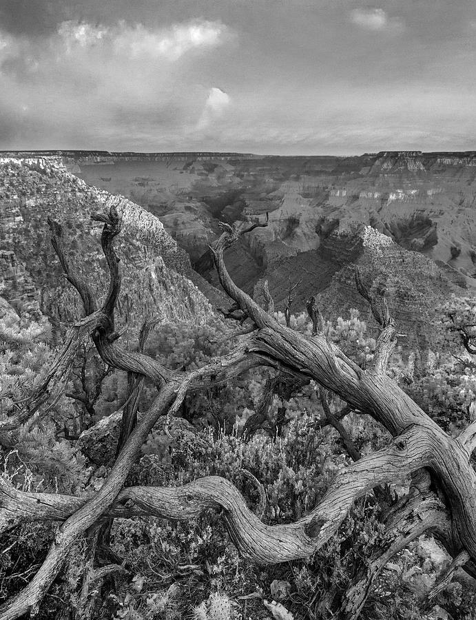 South Rim, Grand Canyon #2 Photograph by Tim Fitzharris