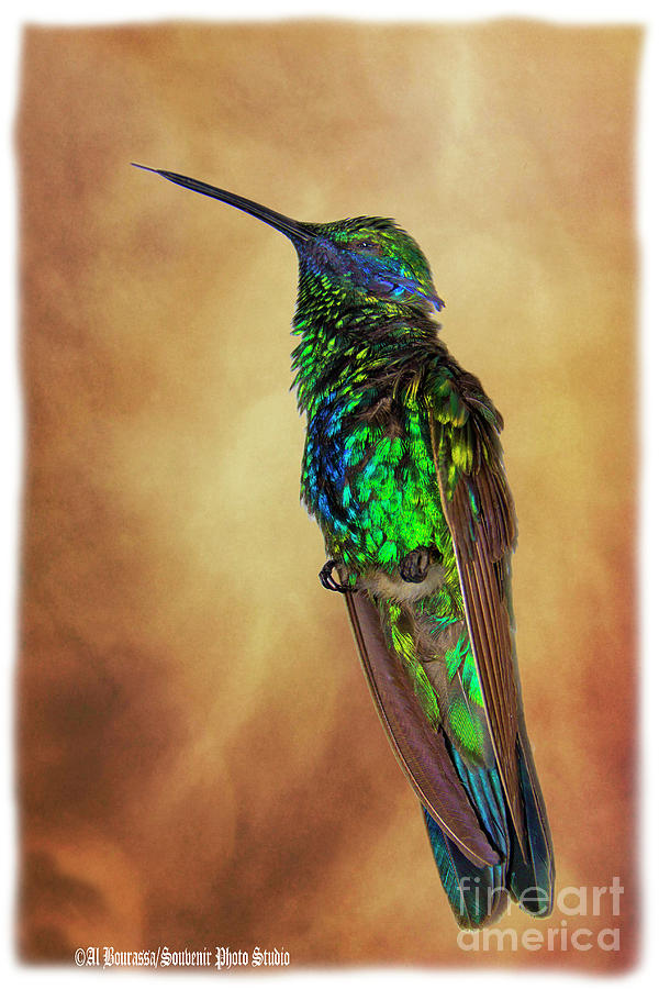 Sparkling Violetear Hummingbird #2 Photograph by Al Bourassa