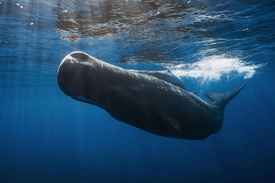 Whale Photograph - Sperm Whale #2 by Barathieu Gabriel