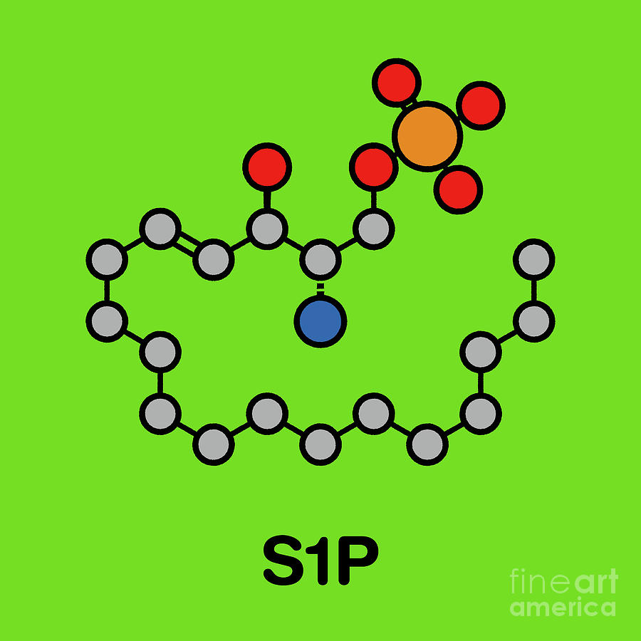 Sphingosine-1-phosphate Signalling Molecule #2 Photograph by Molekuul/science Photo Library