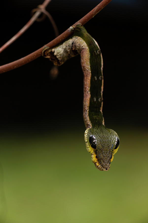 Wildlife Photograph - Sphinx Hawk Moth Caterpillar, Snake Mimic Species #2 by Mark Bowler / Naturepl.com