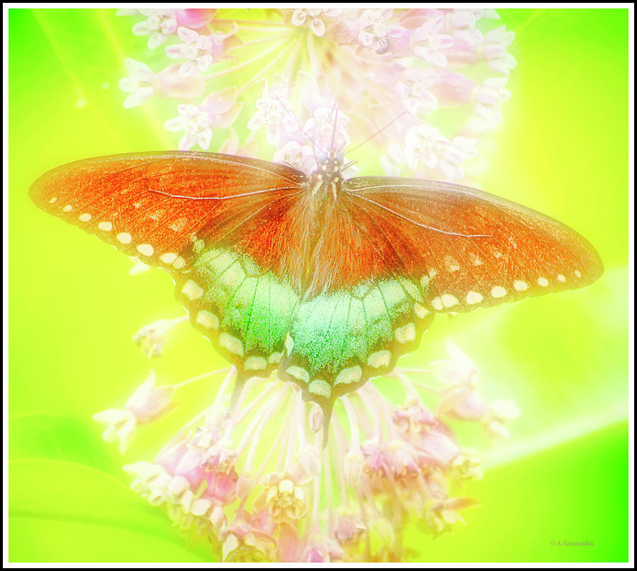 Spicebush Swallowtail Butterfly. Milkweed Flowers #2 Photograph by A Macarthur Gurmankin