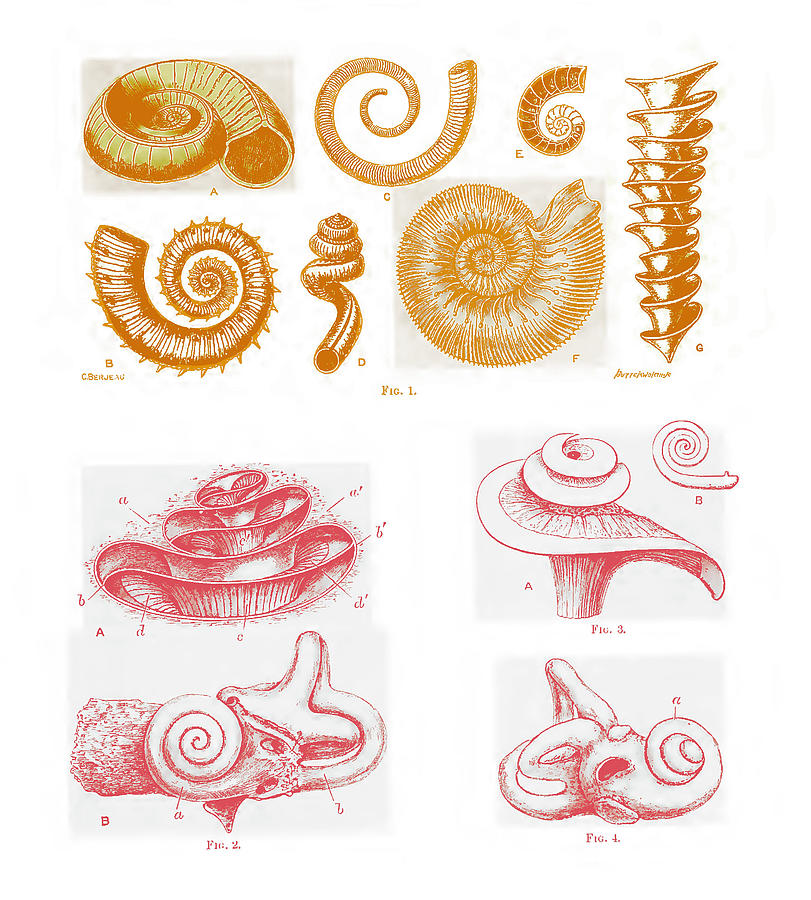 Spiral Shells Compared With Ear Cochlea Photograph by Science Source Fine Art America