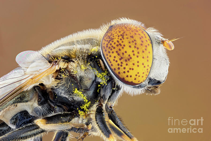 Nature Photograph - Spotted Eye Hoverfly #2 by Ozgur Kerem Bulur/science Photo Library