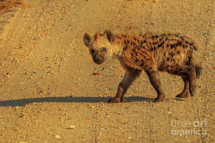 Spotted Hyena cub #2 Photograph by Benny Marty