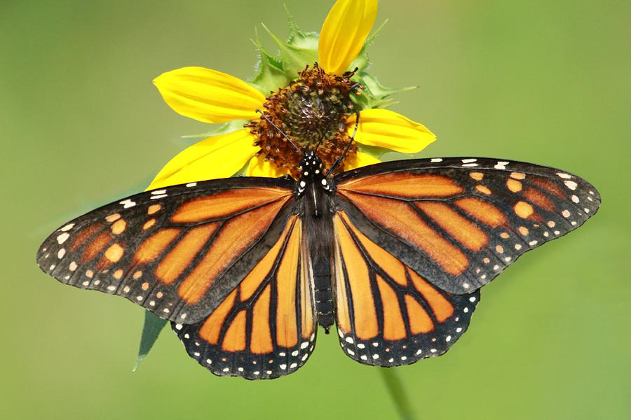 Spread Your Wings Photograph By Christopher Miles Carter Fine Art America 