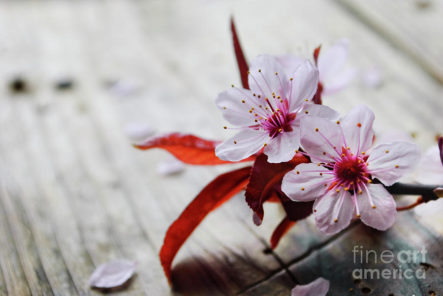Spring Blossom #2 Photograph by Jelena Jovanovic