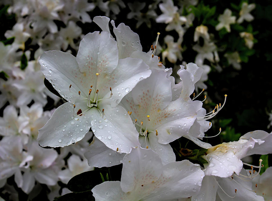 Spring Flowers and Raindops #2 Photograph by Robert Ullmann