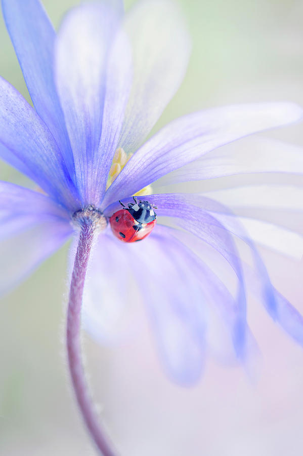 Ladybug Photograph - Spring Lady #2 by Jacky Parker