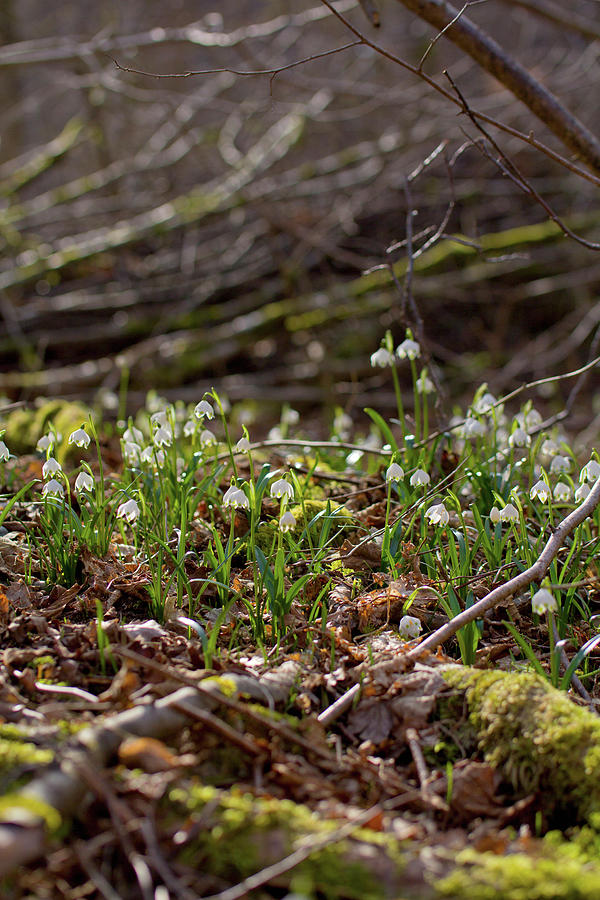 Spring Snowflakes In Deciduous Woodland #2 Photograph by Angela Francisca Endress