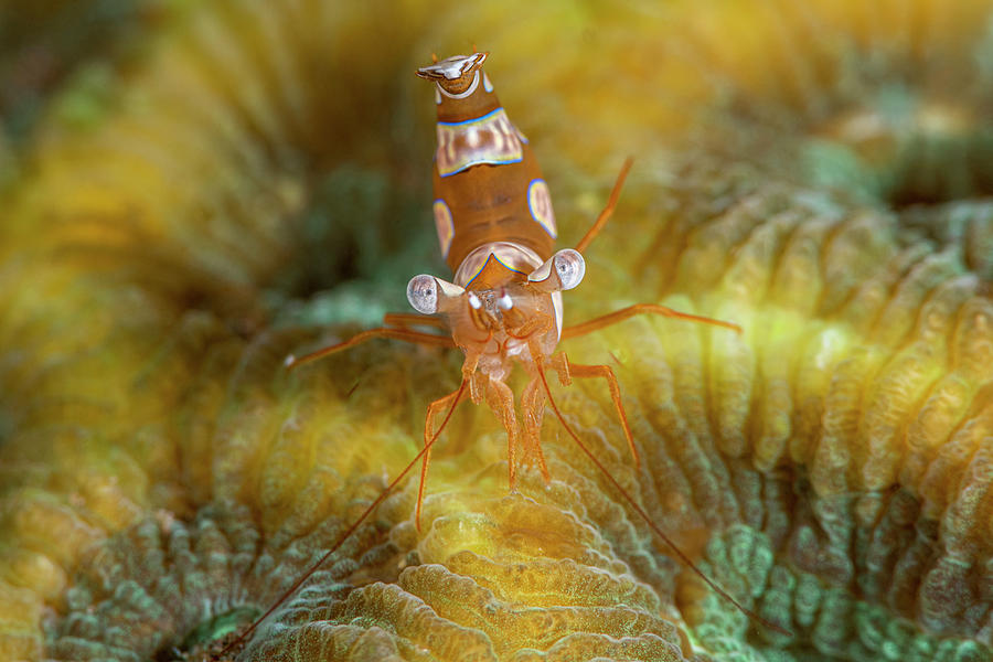 Squat Anemone Shrimp #2 Photograph by Andrew Martinez