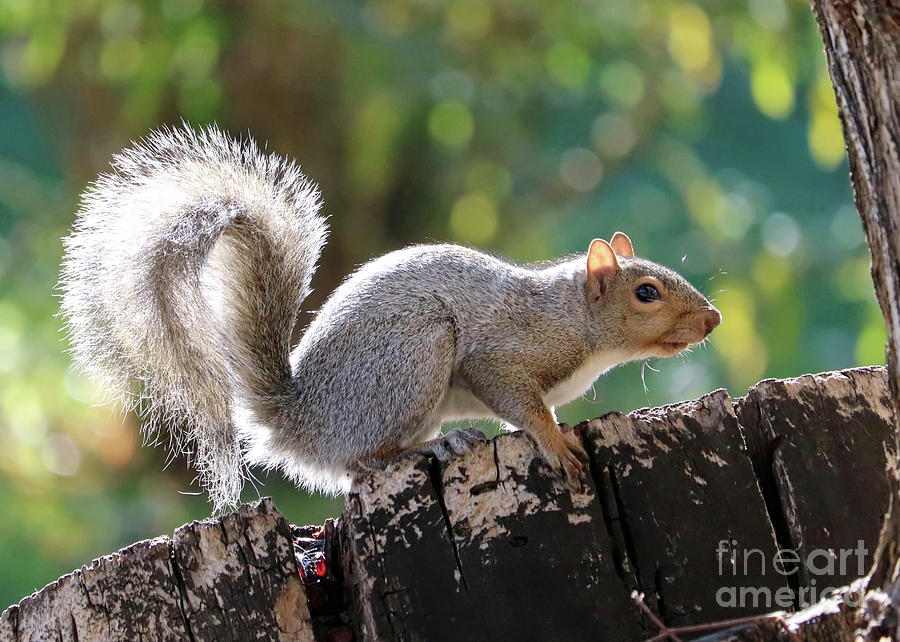 Squirrel Photograph - Squirrel Friend #2 by Carol Groenen