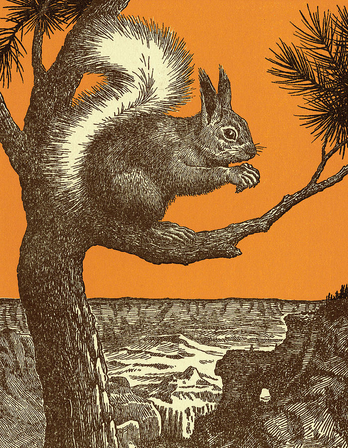 Nature Drawing - Squirrel in Tree #2 by CSA Images