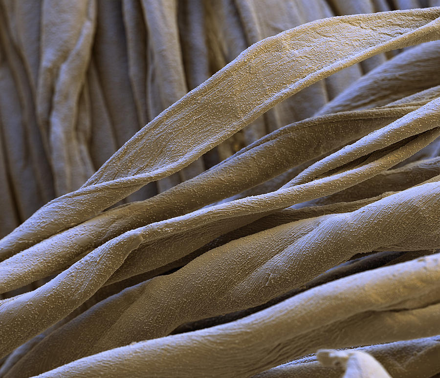 Stain And Waterproof Cotton Sem #2 Photograph by Meckes/ottawa