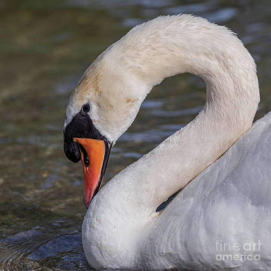 2 is for Swan Photograph by Alma Danison